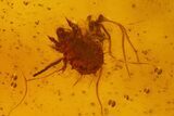 Detailed Fossil Fly, Mites & a Spider (Daddy Longleg) In Baltic Amber #139079-3